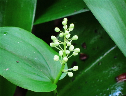 Adirondack Wildflowers:  Canada Mayflower (Maianthemum canadense) in bud at the Paul Smiths VIC (23 May 2012)